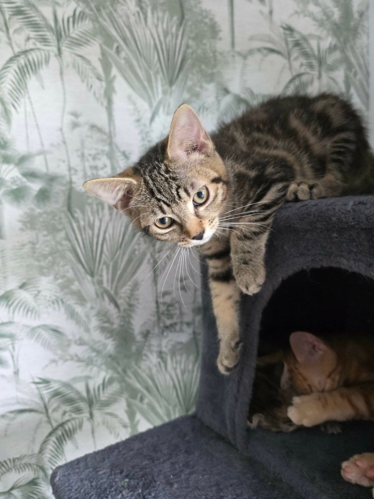 mooie kittens opzoek nieuw huisje, Meerdere dieren, Ontwormd