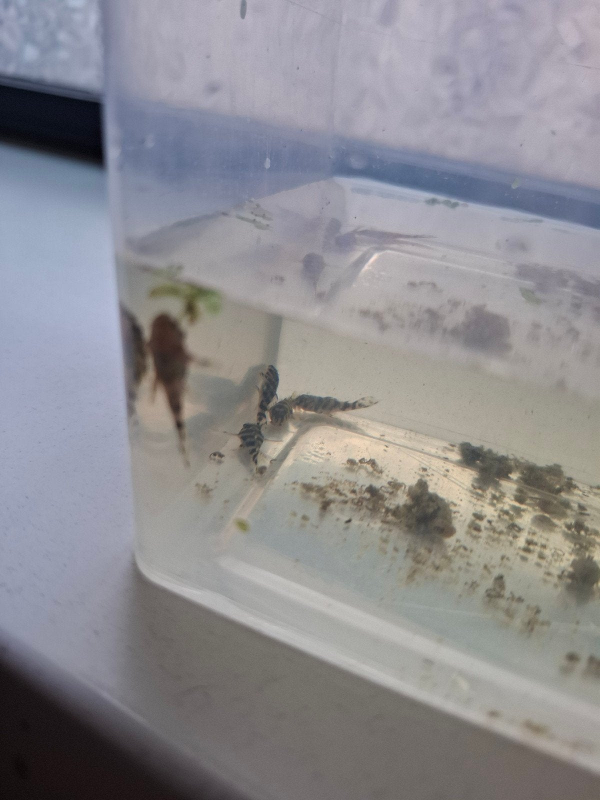 L066 kingtijger pleco jonge te koop