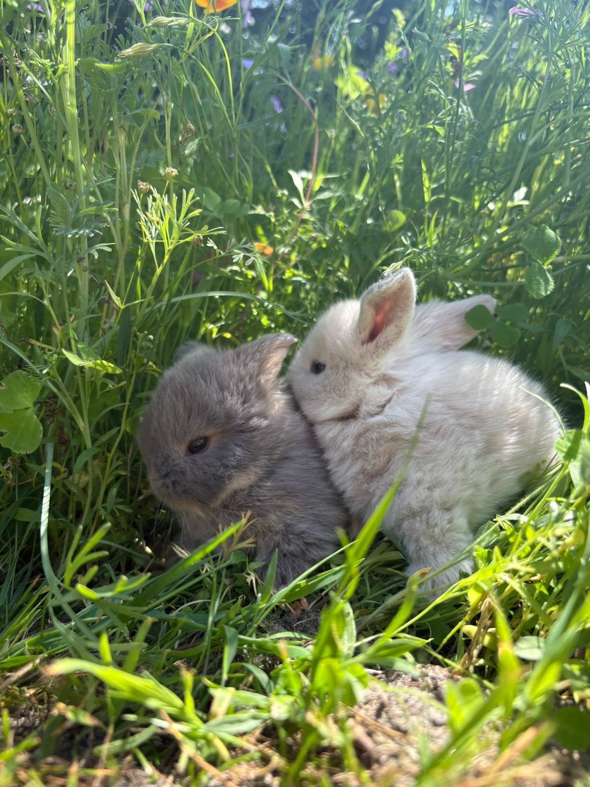 Minilop konijntjes 🤍, Dieren en Toebehoren, Konijnen, Mannelijk, Dwerg, Hangoor, 0 tot 2 jaar