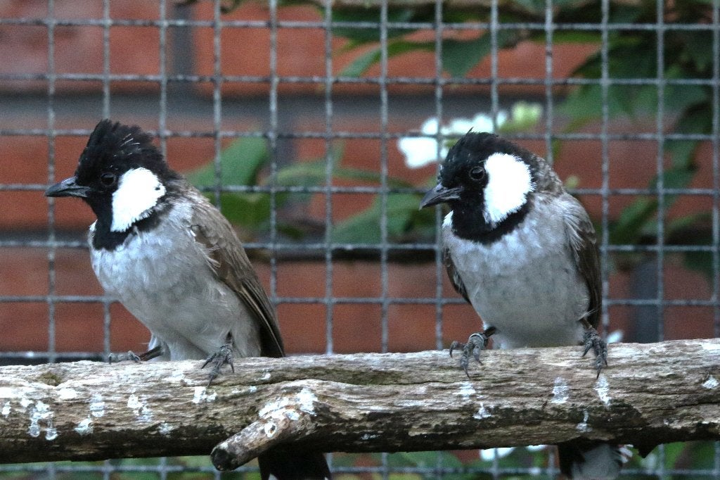 Witoorbuulbuul man, Mannelijk, Tropenvogel, Geringd