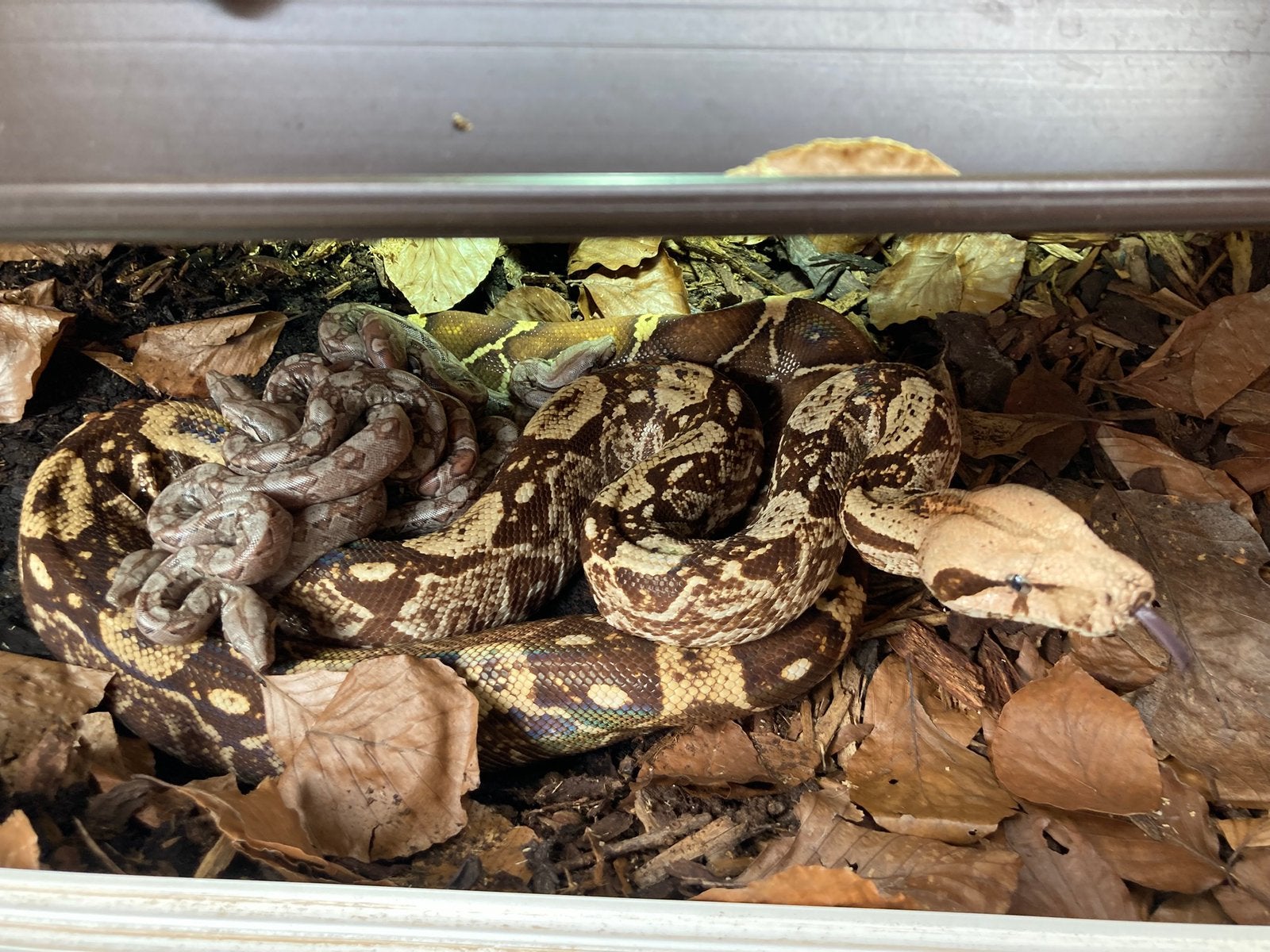 Boa constrictor imperator localiteit Nicaragua Boa Constrictor photo 7