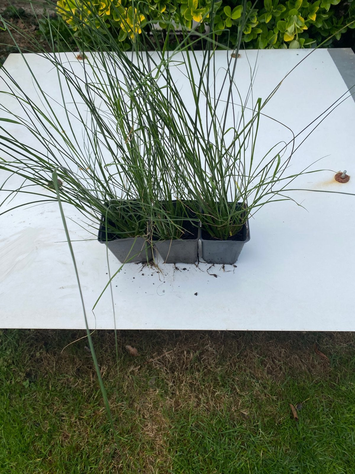Lampepoetsergras Pennisetum 'Hameln, Ophalen, Overige soorten, Volle zon