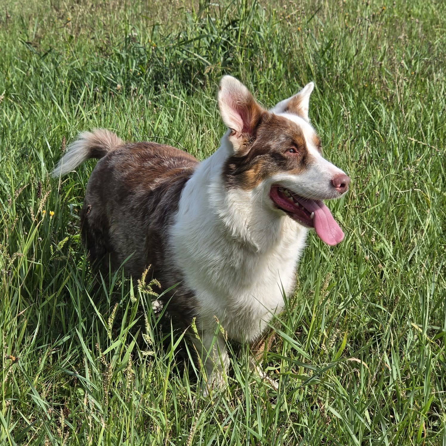 Australian Shepherd x welsh corgi cardigan, Reu, Eén hond, 3 tot 5 jaar, Nederland