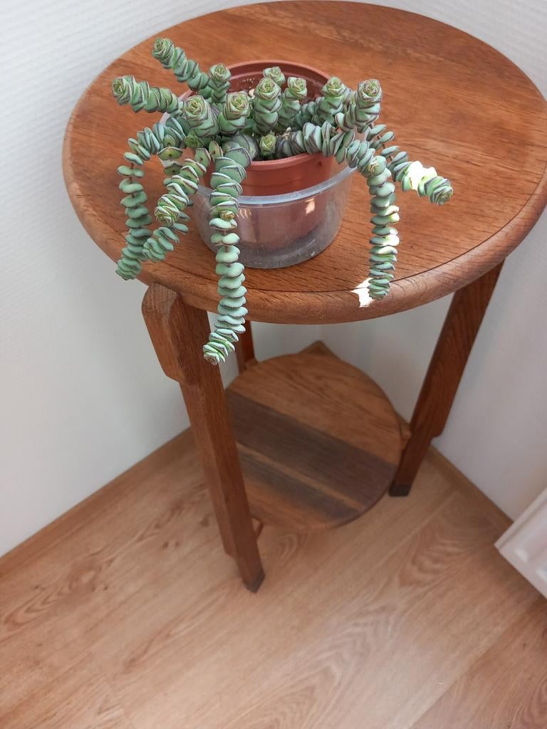 Crasula hottentot, Ophalen, Halfschaduw, Minder dan 100 cm