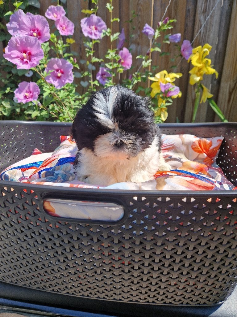 Raszuivere Shih tzu pups 🩵🐶🩵🐶, Dieren en Toebehoren, Honden | Chihuahua's en Gezelschapshonden, Parvo, Overige rassen, 8 tot 15 weken