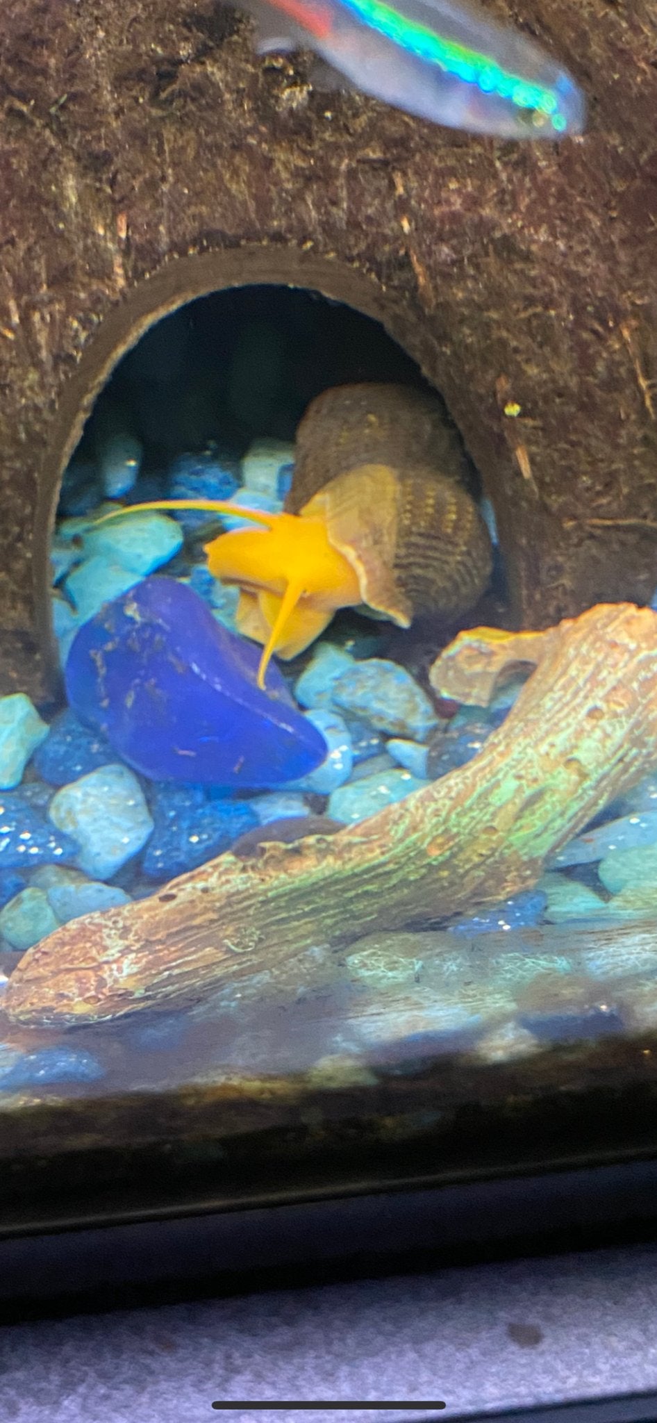 Sulawesi slakken, Dieren en Toebehoren, Vissen | Aquariumvissen, Slak of Weekdier