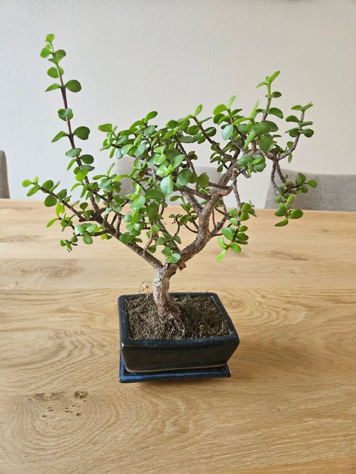 Portulacaria Afra bonsai, Huis en Inrichting, Kamerplanten, Ophalen, Halfschaduw, Minder dan 100 cm
