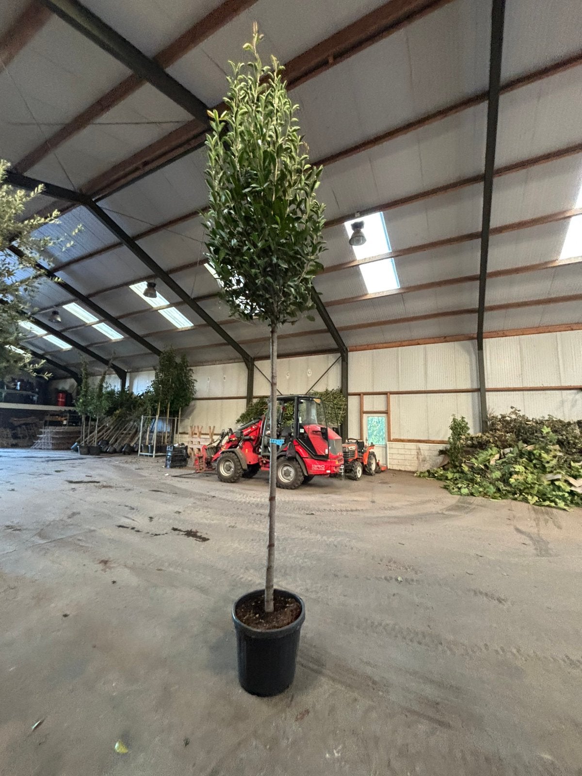 Photinia  fraseri ‘Red Robin’ – Glansmispel hoogstam, In pot, Halfschaduw, Lente, 250 tot 400 cm