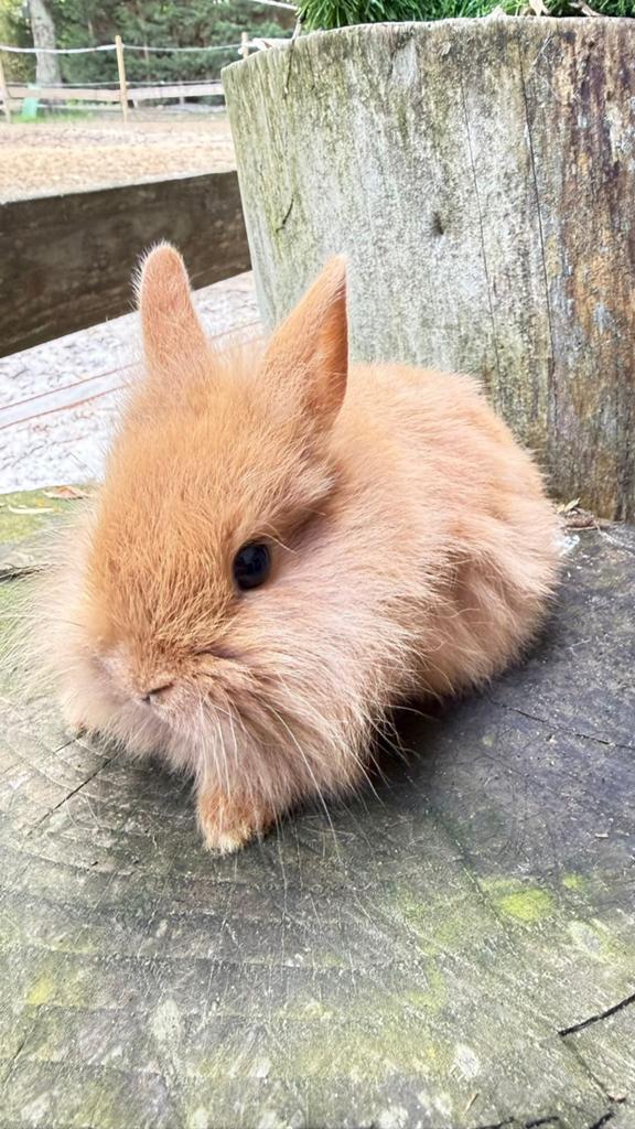 kleurdwerg konijntjes te koop!, Dieren en Toebehoren, Konijnen, Meerdere dieren, Dwerg