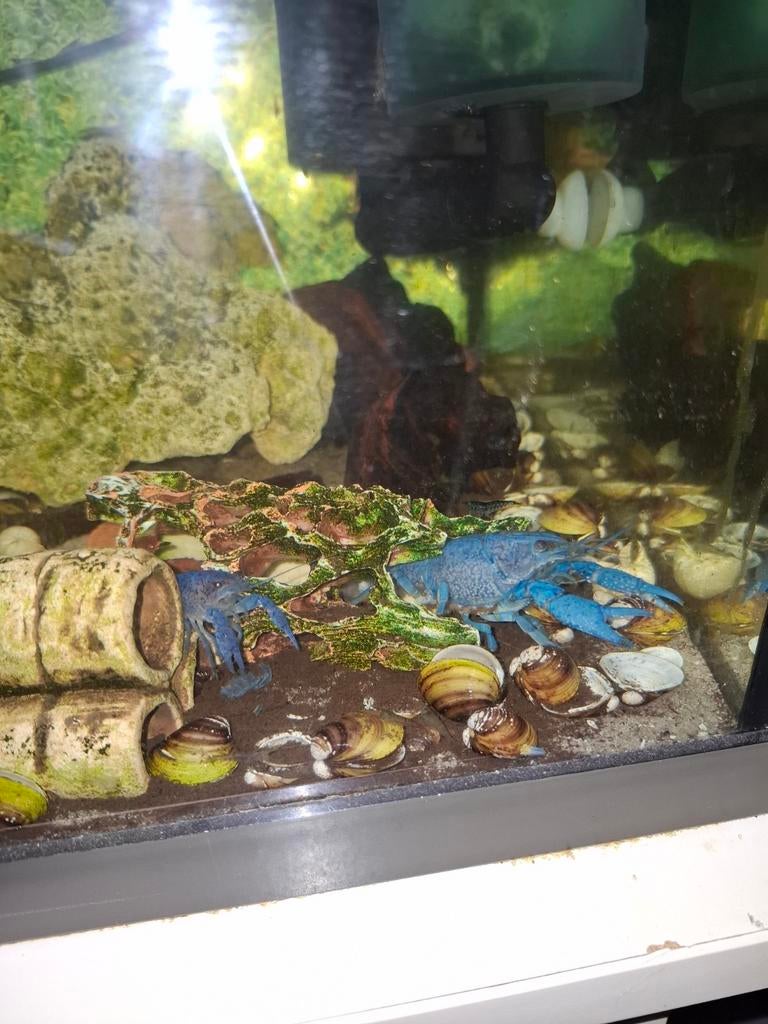 Blauwe florida kreeften, Dieren en Toebehoren, Ophalen of Verzenden, Nieuw, Plant(en), Steen of Hout