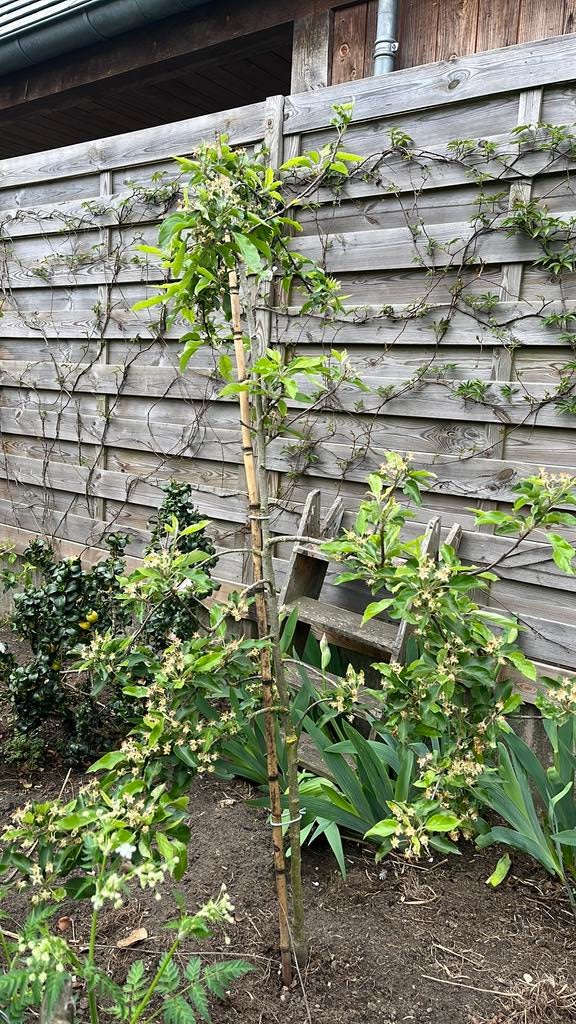 Handappel boom laagstam, Tuin en Terras, Planten | Fruitbomen, Ophalen, 100 tot 250 cm, Volle zon, Appelboom