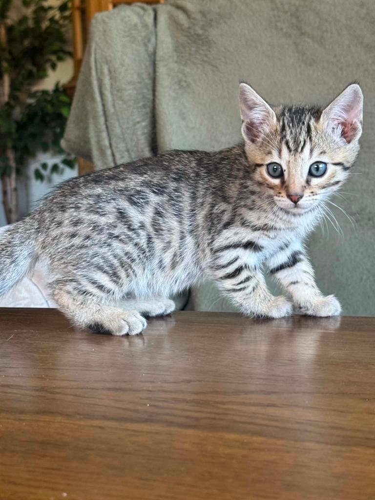 Prachtige Bengaalse x Siberische kittens, Dieren en Toebehoren, Meerdere dieren, Gechipt, 0 tot 2 jaar
