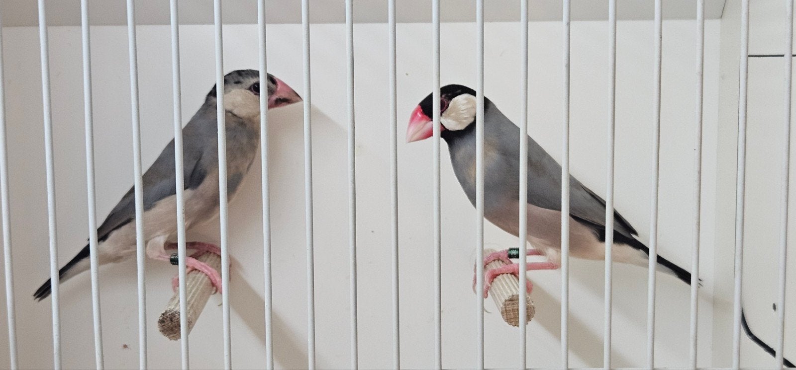 Rijstvogels 2 stuk. Jonge pop 26. X man 26 split pastel., Dieren en Toebehoren, Vogels | Overige Vogels, Meerdere dieren