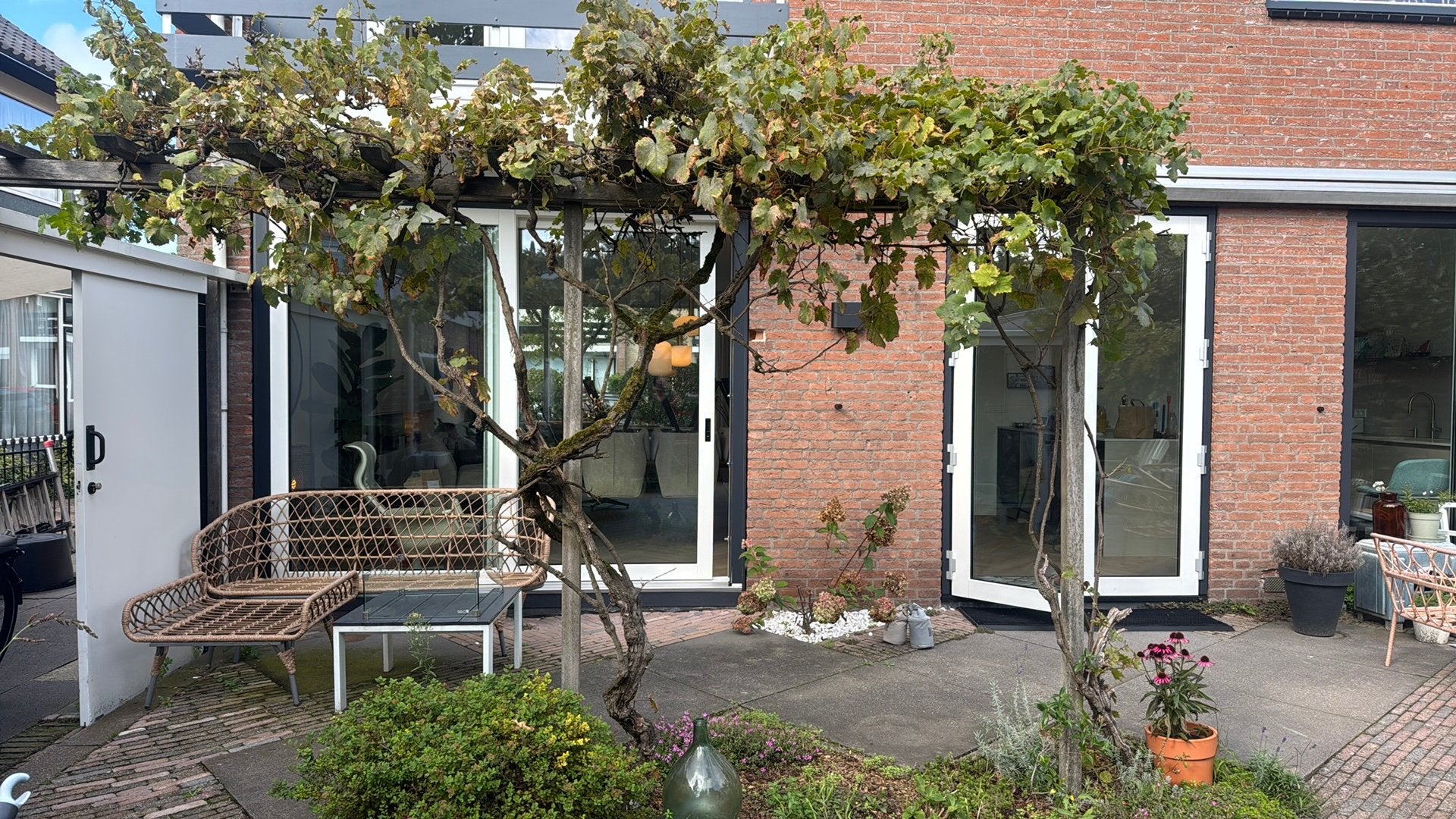 2 Druivenstruiken, Ophalen, Overige soorten, Struik, 100 tot 250 cm