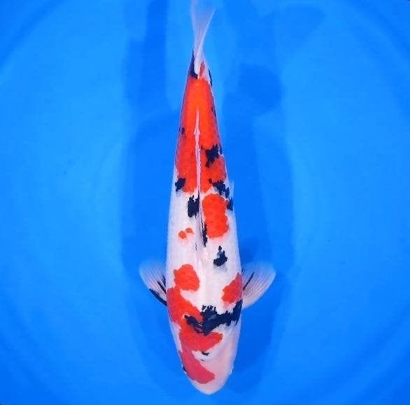 Sakai Sanke Japense koi Karper, Karper of Koi