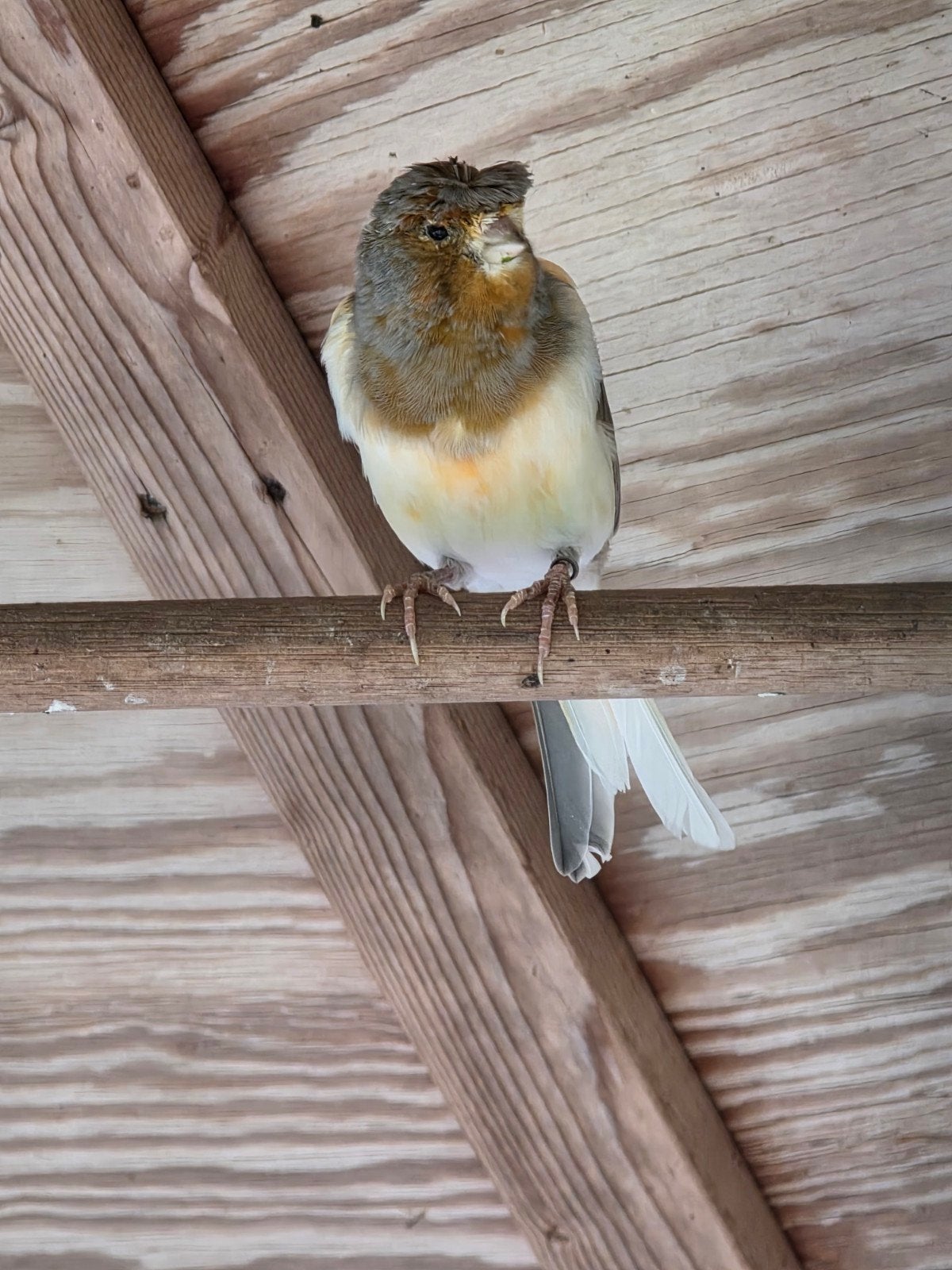 Jonge harlekijn man, Dieren en Toebehoren, Mannelijk, Kleurkanarie