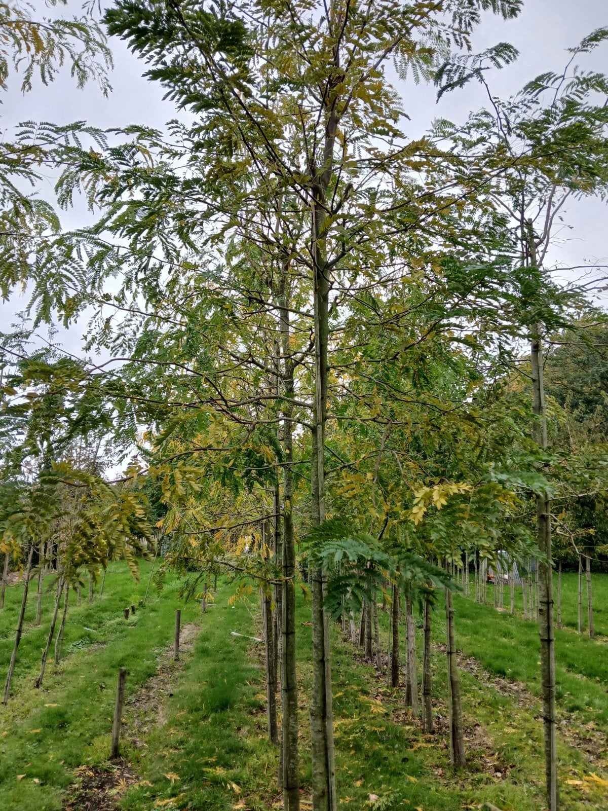 Gleditsia triancanthos/ valse christusdoorn boom, Ophalen, Halfschaduw, Overige soorten, Zomer