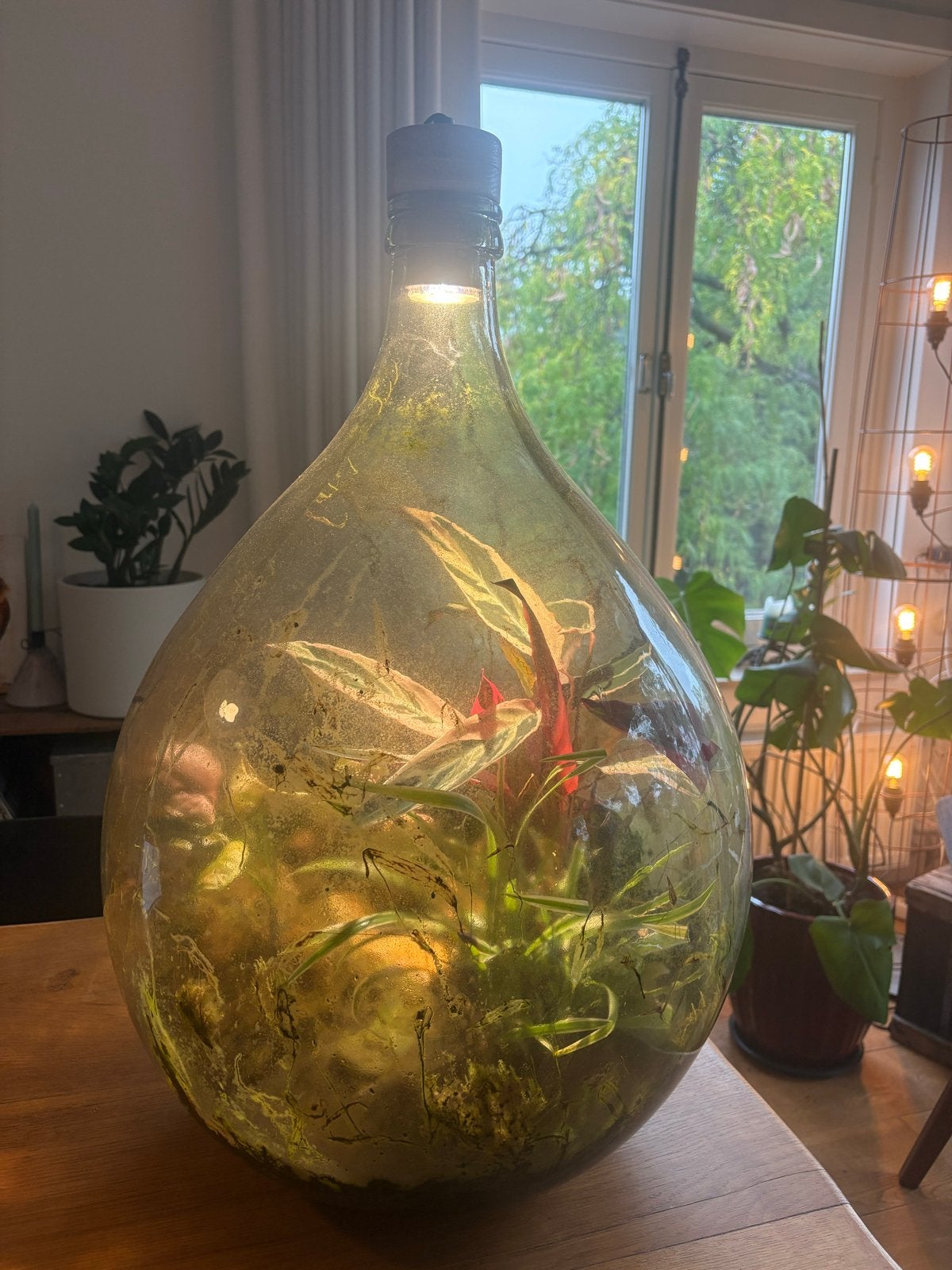Eco lamp met planten - 70 cm hoog, Ophalen, Groen, Gebruikt, Modern
