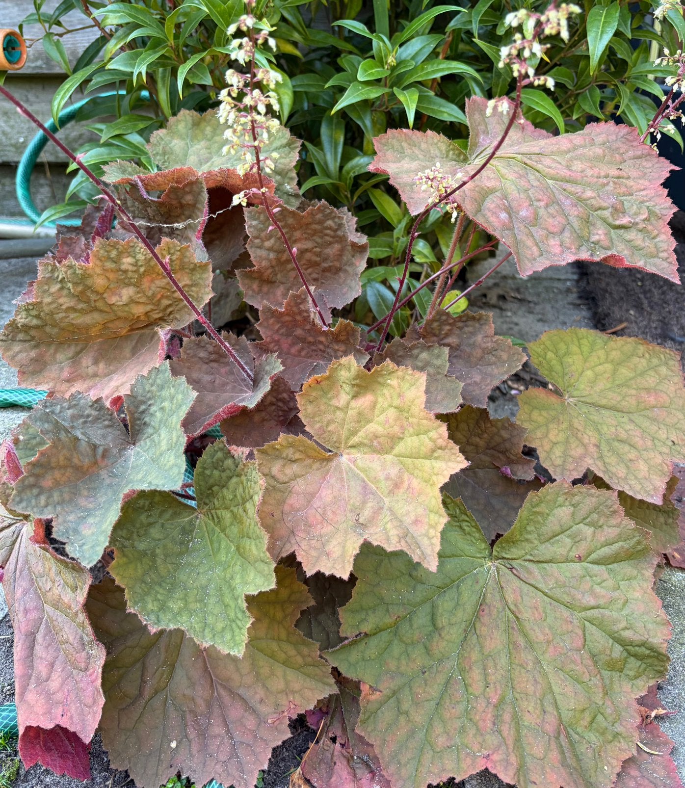 Heucera Brownies, Tuin en Terras, Ophalen, Overige soorten