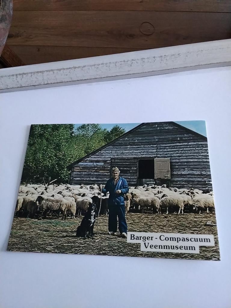 BARGER- COMPASCUUM. VEENMUSEUM / schapen, Ophalen of Verzenden