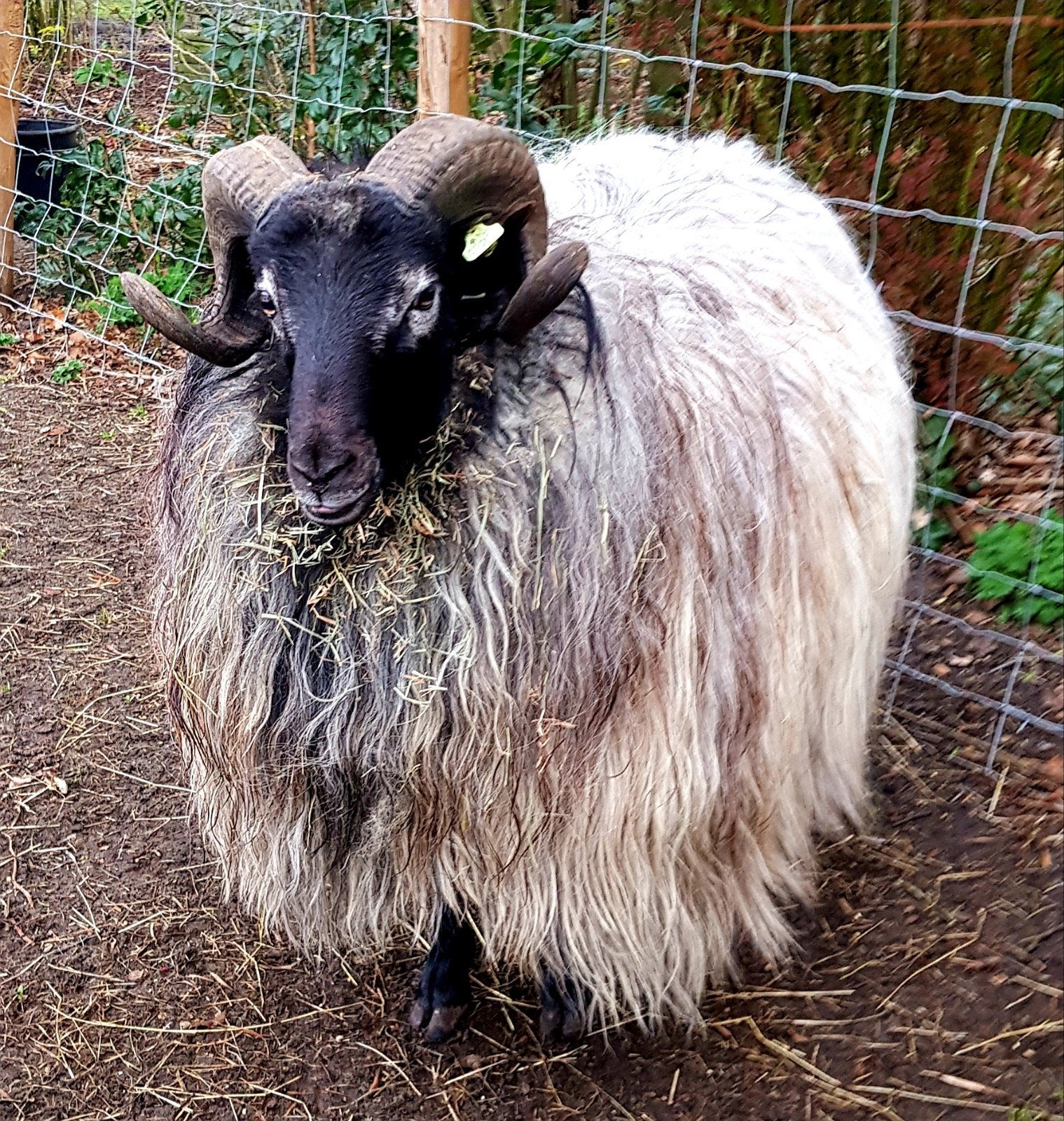 Heidschnucke schapenvachten, Meerdere dieren, Schaap