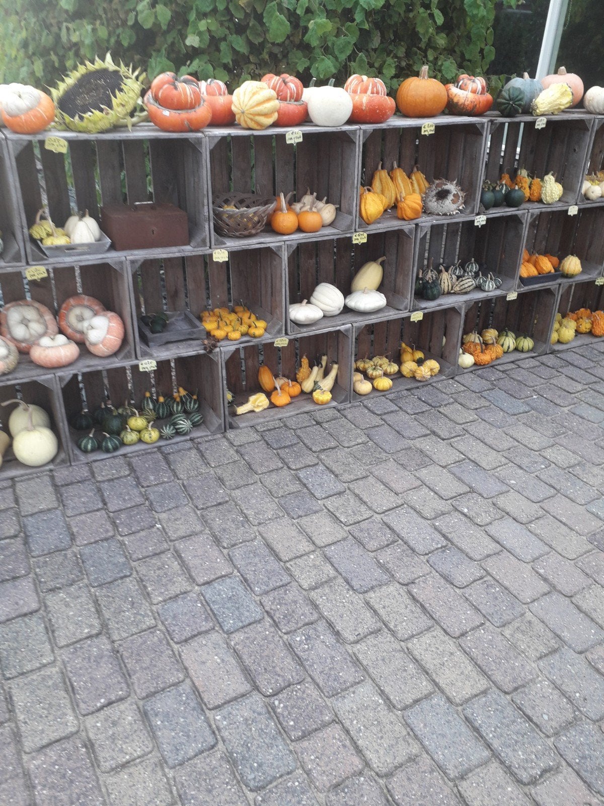 vele soorten kalebassen,pompoenen en sierfruit., Ophalen