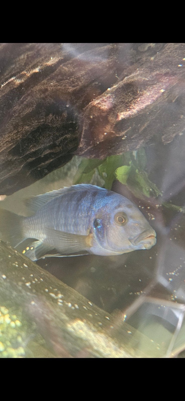 Cichlide Man, Dieren en Toebehoren, Vis