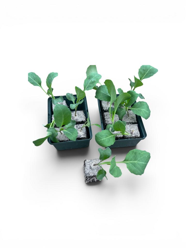 Biologische spitskool groente planten, Ophalen, Eenjarig, Groenteplanten, Volle zon