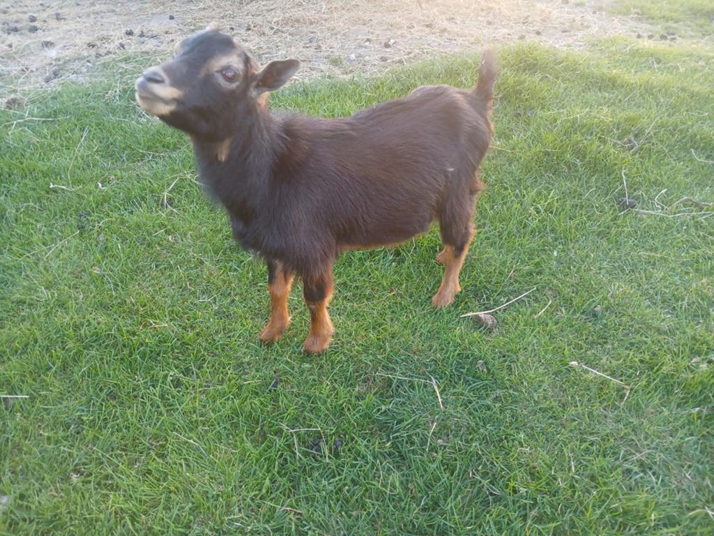 Te koop hoornloos mini dwergbok black and tan, Mannelijk, Geit