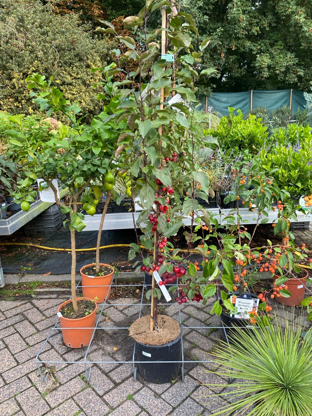 Malus 'Red Obelisk' Sierappelboom in pot 2 meter hoog, Lente, 100 tot 250 cm, Zuilboom, Ophalen