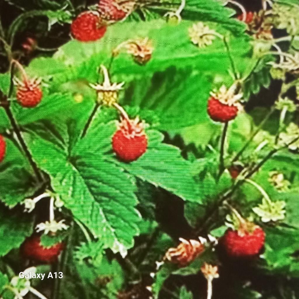 Bosaardbeien plantjes - bodembedekkers, Volle zon, Vaste plant, Ophalen of Verzenden, Fruitplanten