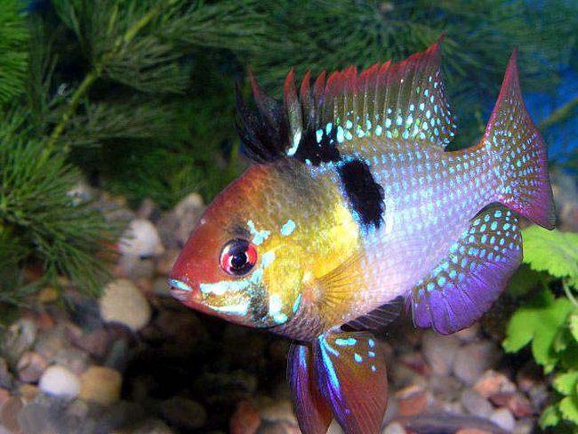 ramirezi €12,50, Dieren en Toebehoren, Vissen | Aquariumvissen, Vis, Zoetwatervis