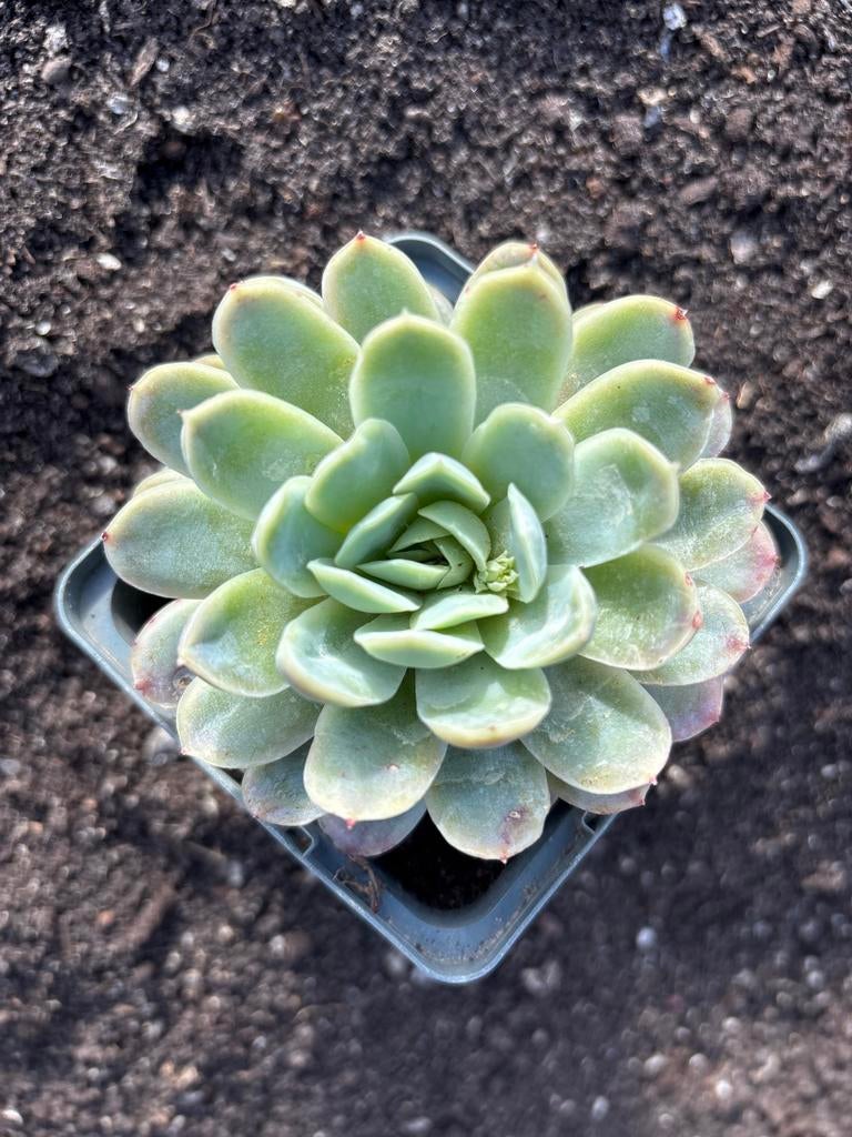 Echeveria elegans - Elegante Vetplant voor Binnen en Buiten, Volle zon, Vaste plant, Lente, Ophalen