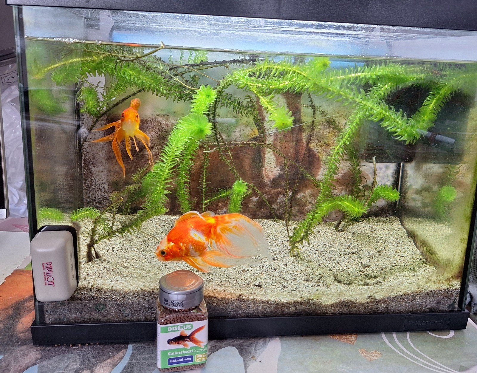 Aquarium met 2 sluierstaart goudvissen, Dieren en Toebehoren