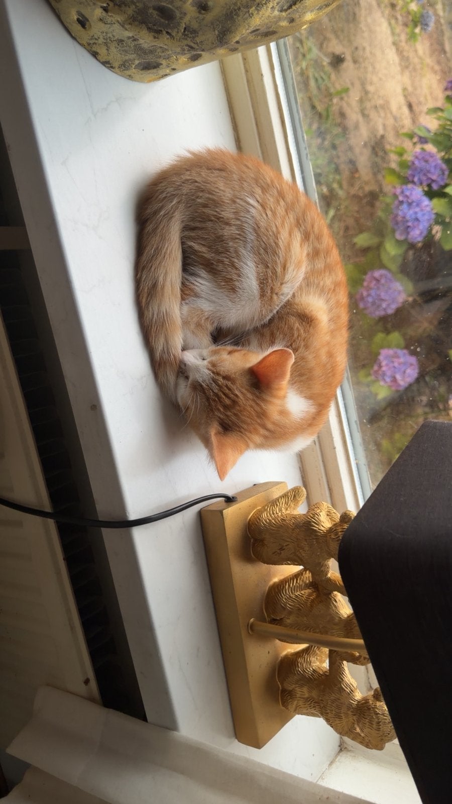Baco en nova, Poes, Kortharig, 0 tot 2 jaar
