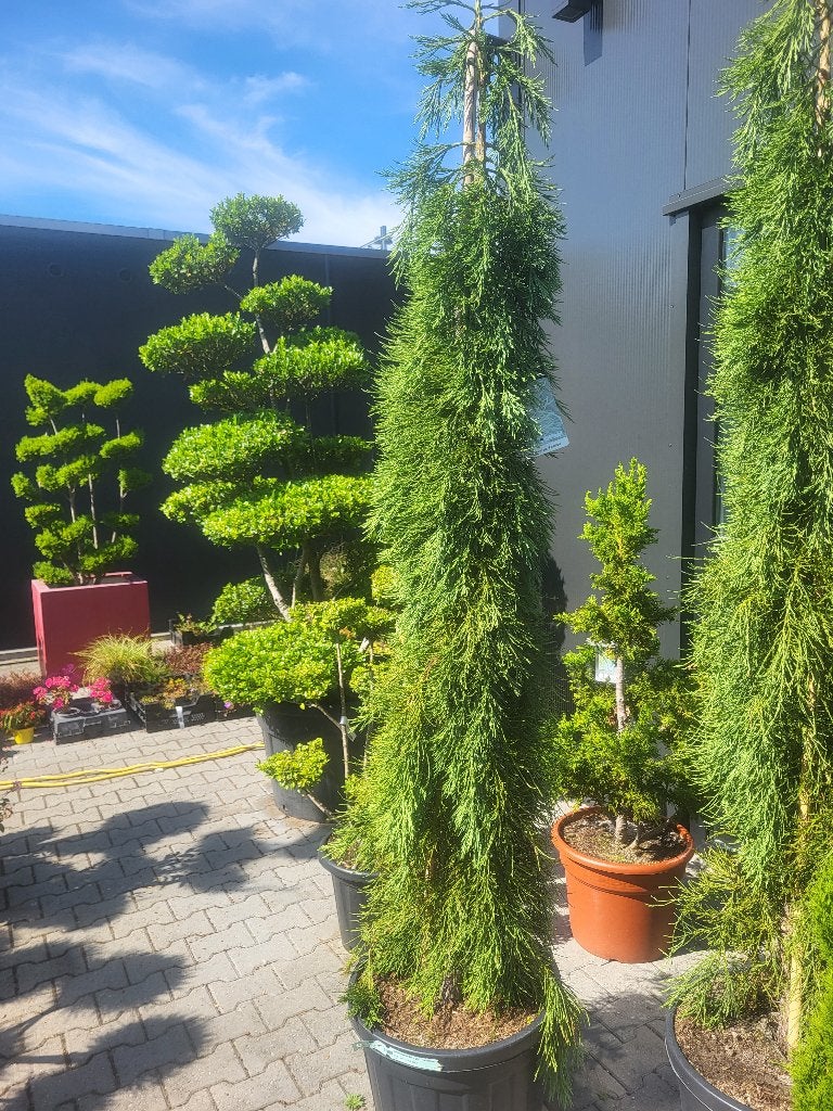 Sequoiadendron gig."Pendulum", Tuin en Terras, Planten | Bomen, Bloeit niet, Ophalen of Verzenden, 100 tot 250 cm, Zuilboom