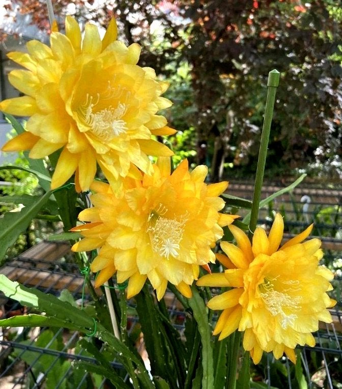 cactus - Epiphyllum YELLOW TANG, Ophalen of Verzenden, Cactus, Volle zon, Minder dan 100 cm