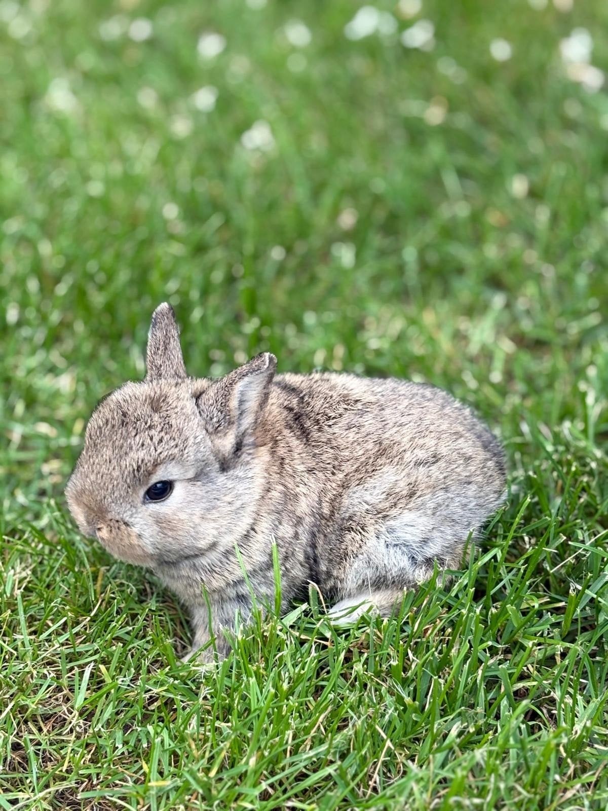 lieve kleine jonkies, Meerdere dieren, Dwerg, 0 tot 2 jaar