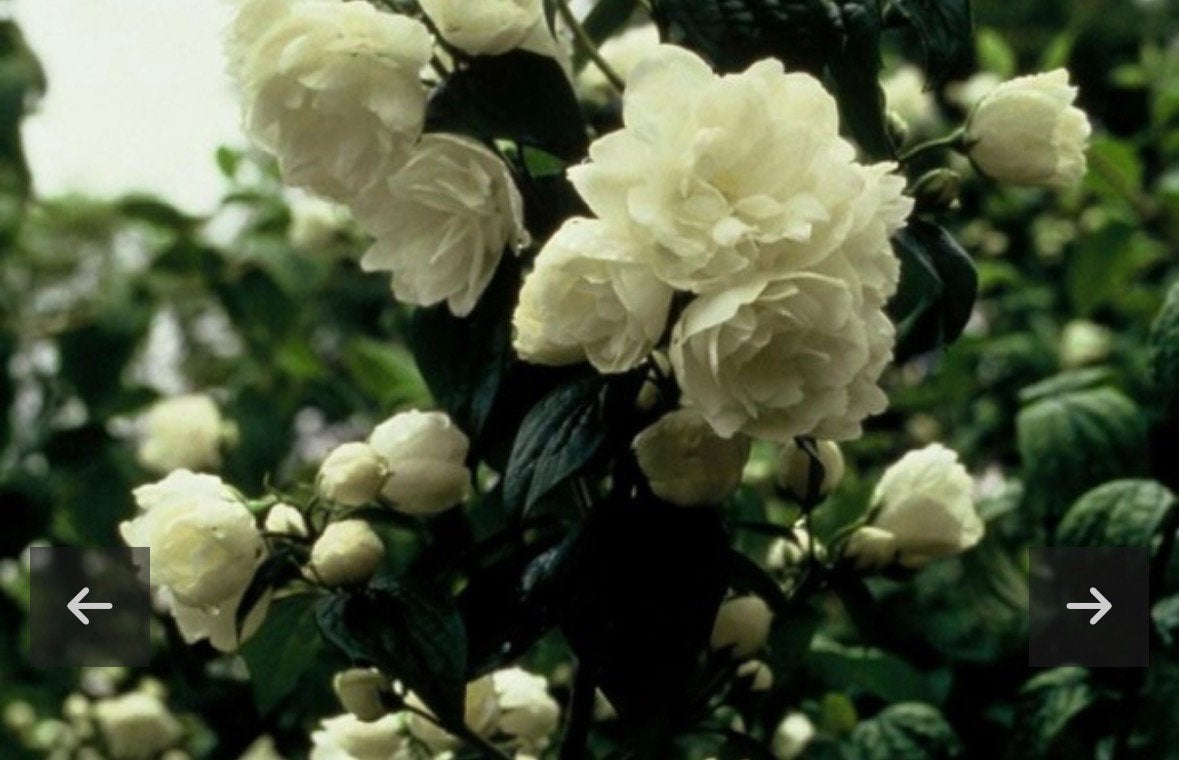 Boerenjasmijn (Philadelphus) - Geurende plant, Ophalen, Volle zon, Vaste plant, Klimplanten