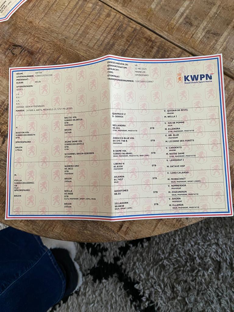 Te koop jaarling hengst, Hengst
