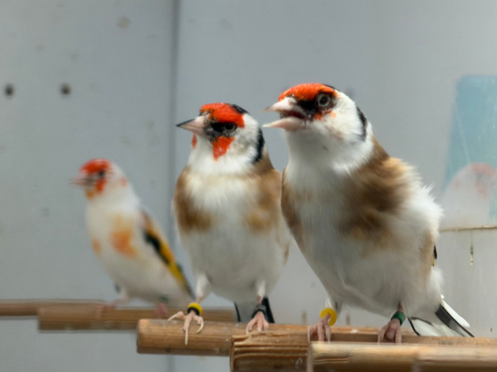 Forse Vogels Major Putters 2026, Meerdere dieren, Wildzangvogel, Geringd