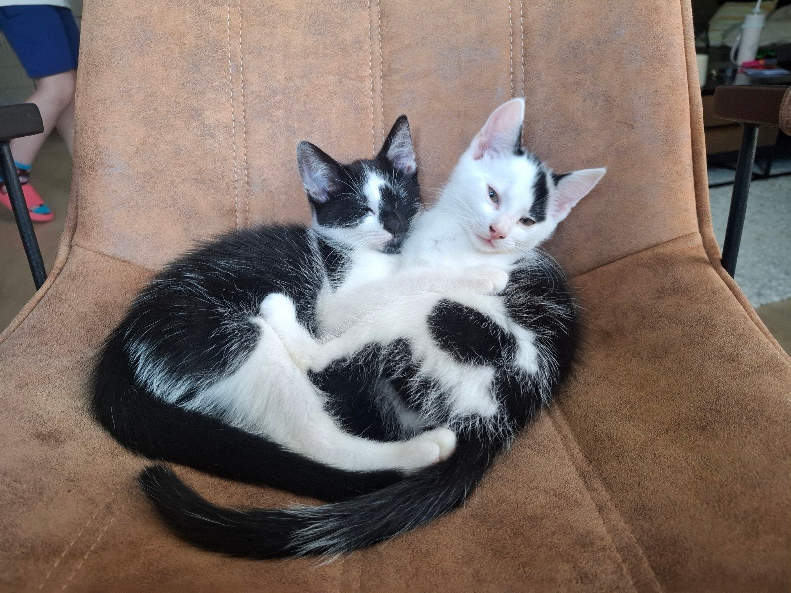 Kittens zoeken een liefdevol huisje