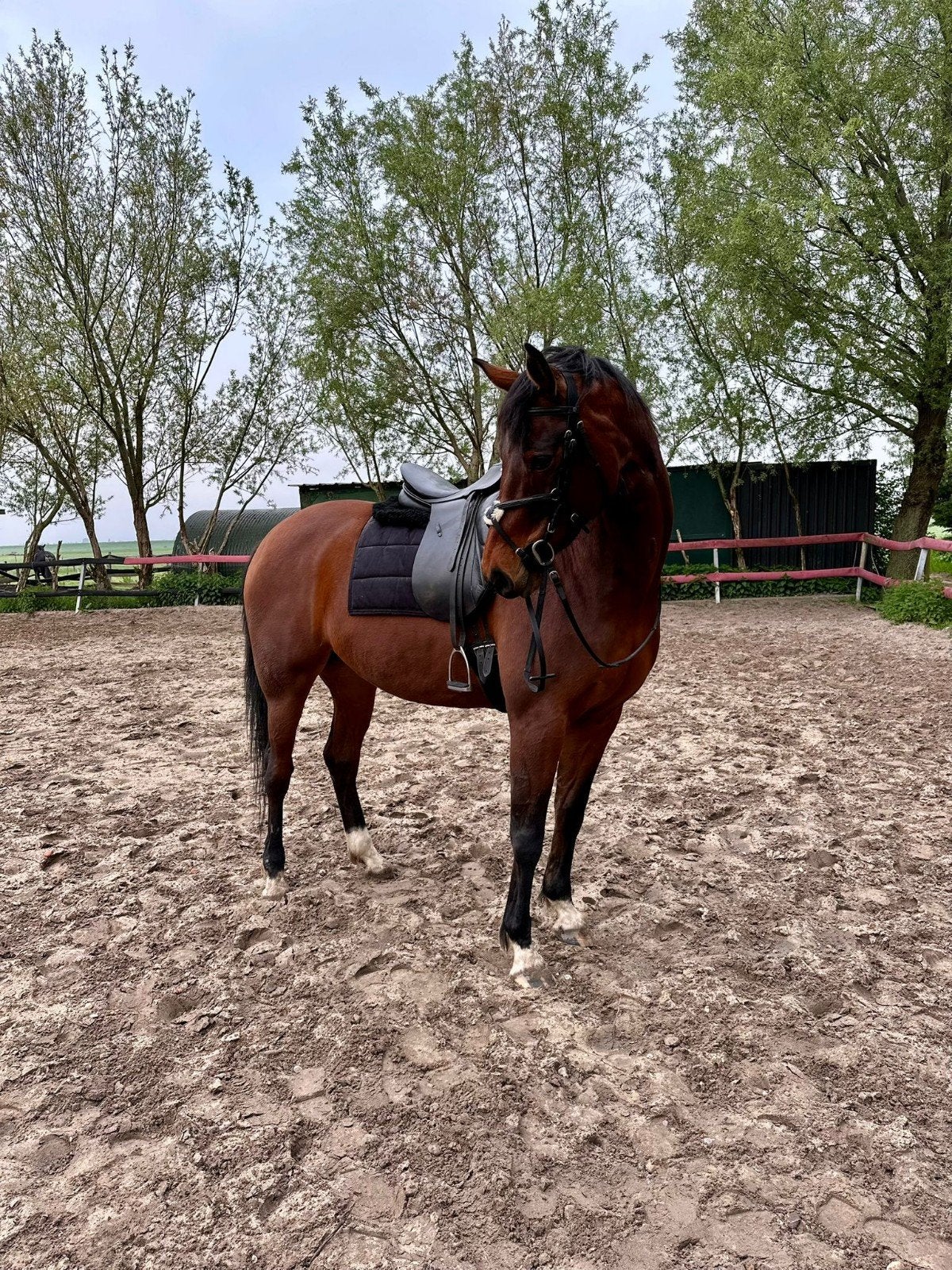 NRPS merrie Romé 6 jaar Winston x Primavera U, Merrie, Met stamboom, Zadelmak, 3 tot 6 jaar