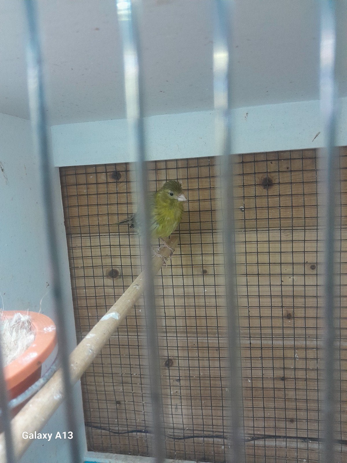Te koop kanriepop broed rijp, Dieren en Toebehoren, Vogels | Kanaries, Vrouwelijk, Kleurkanarie