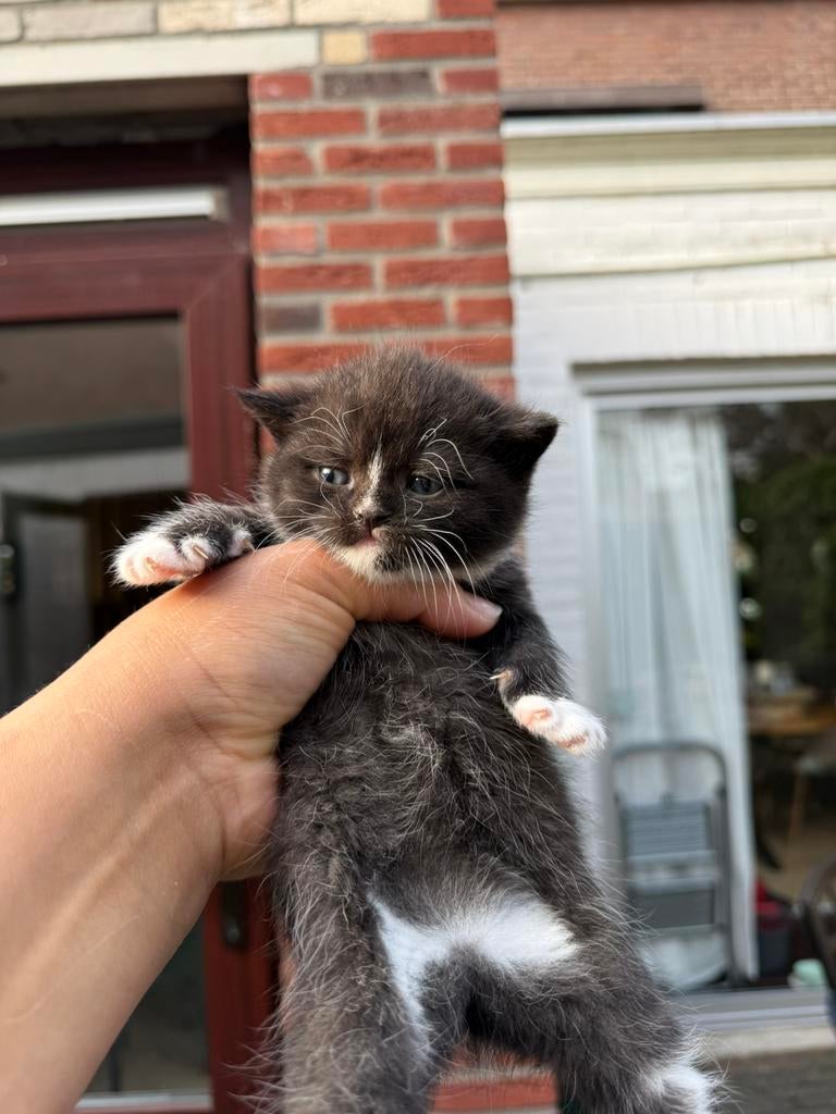 Britse korthaar kittens te koop, Dieren en Toebehoren, Poes
