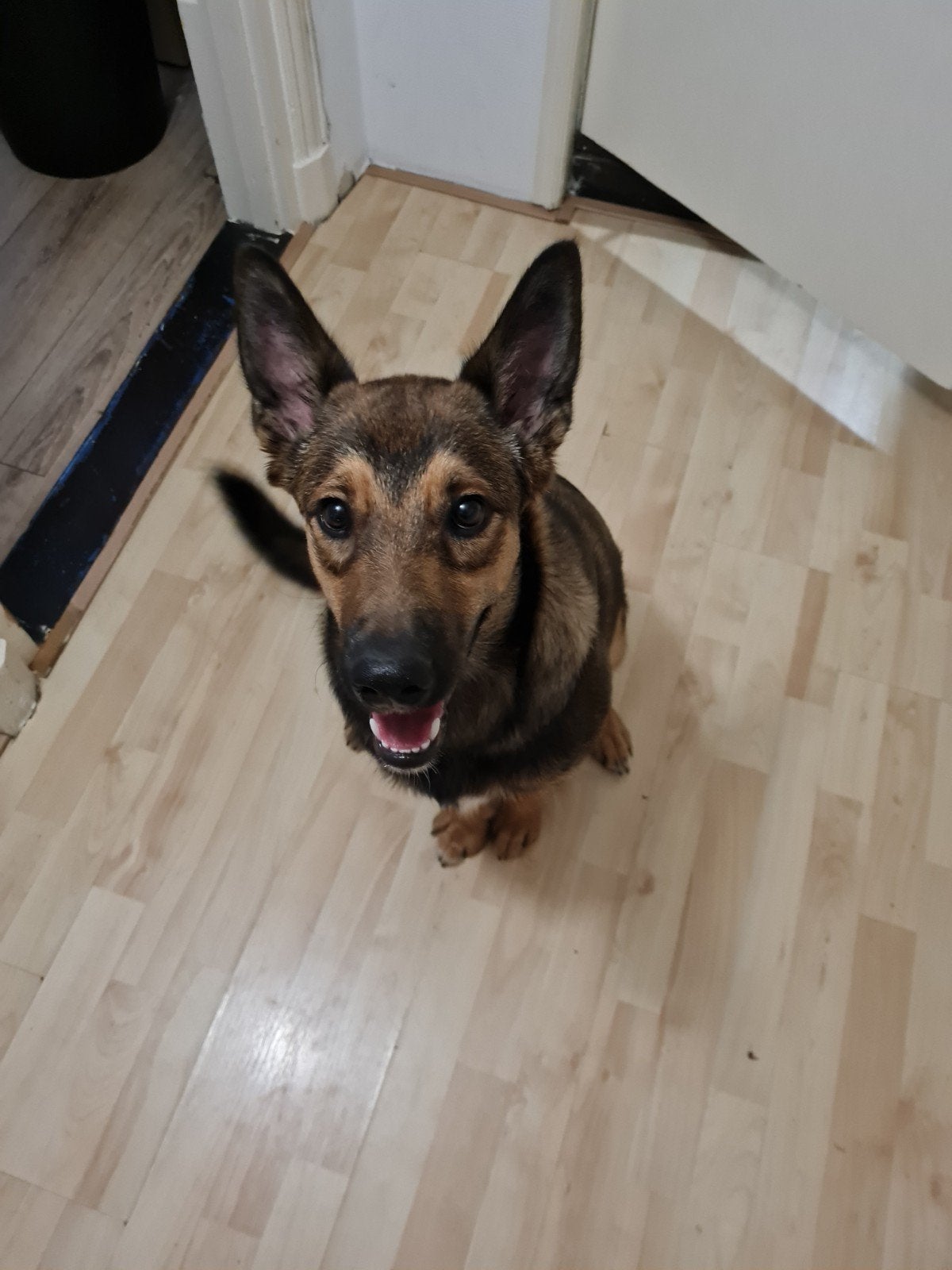 Kruising mechelse herder, Dieren en Toebehoren, Honden | Herdershonden en Veedrijvers, 15 weken tot 1 jaar, Reu, Parvo, Eén hond