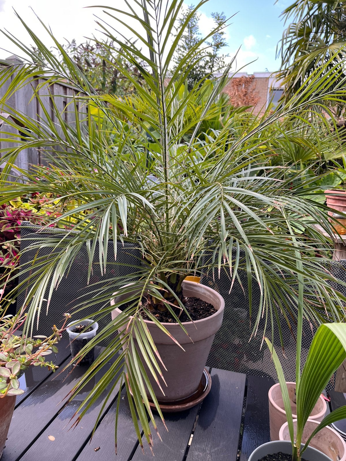 Phoenix Roebelenii “palmboom” in pot, Ophalen, In pot, Halfschaduw, Minder dan 100 cm