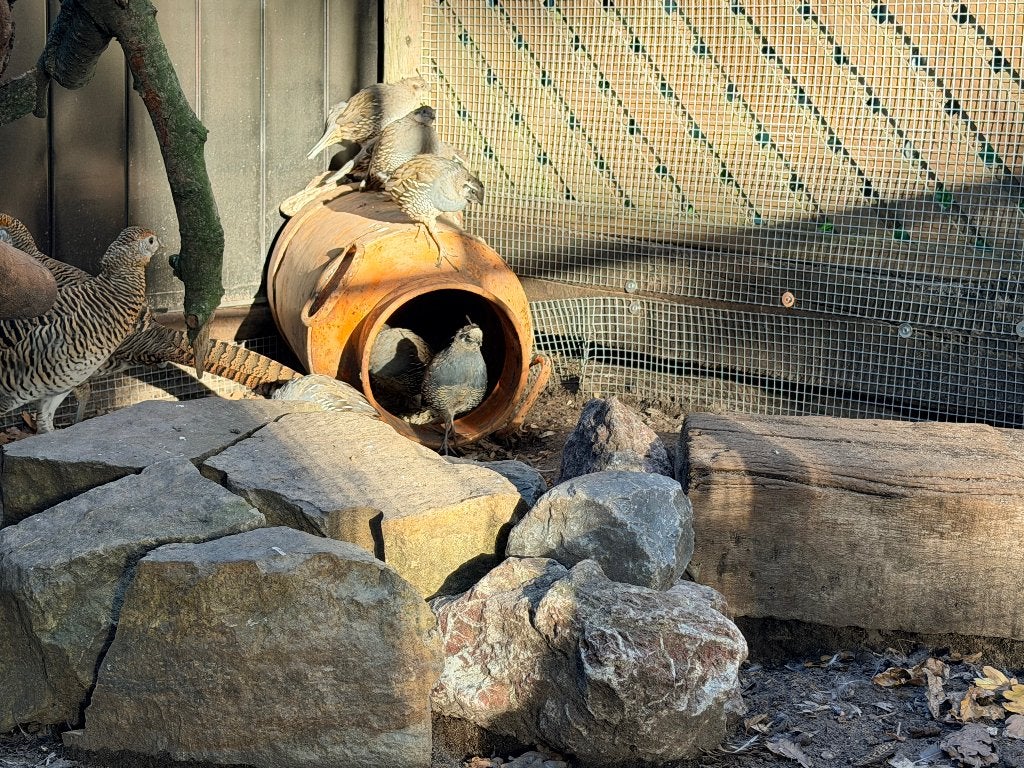 Californische kuifkwartels, Meerdere dieren, Overige soorten