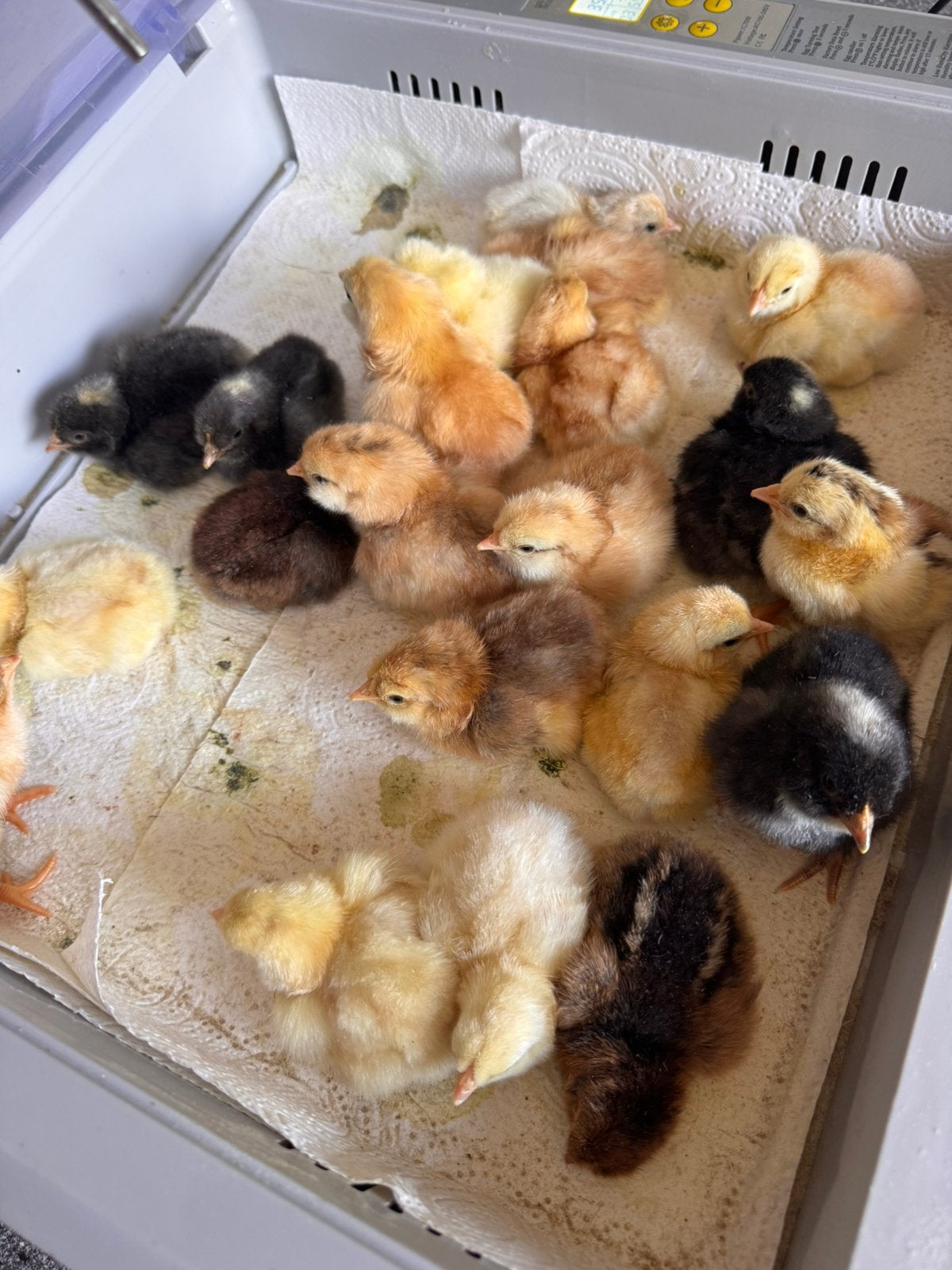 Kuikens te koop, Dieren en Toebehoren, Geslacht onbekend, Kip