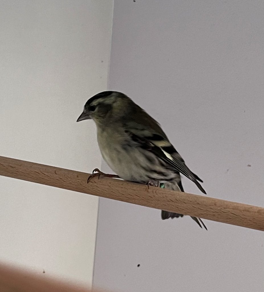 Mutatie sijzen, Dieren en Toebehoren, Mannelijk, Wildzangvogel, Geringd